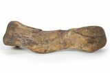 Hadrosaur (Brachylophosaurus?) Metatarsal with Stand - Montana #304825-4